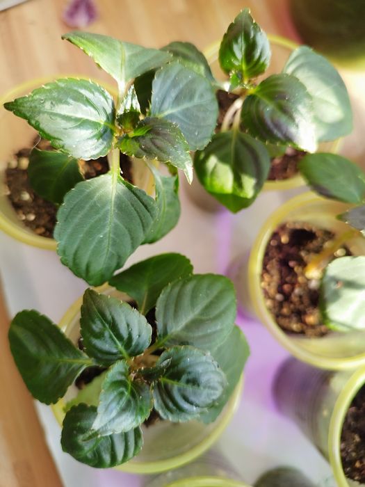 Бальзамин Оранжери Бронз