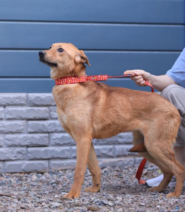 Щенок-девочка Нэна, 10 месяцев