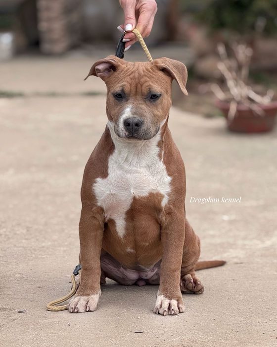 Femela amstaff rasă pură cu pedigree