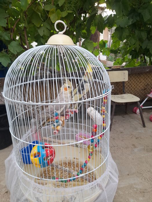 Продам попугаев корэлла