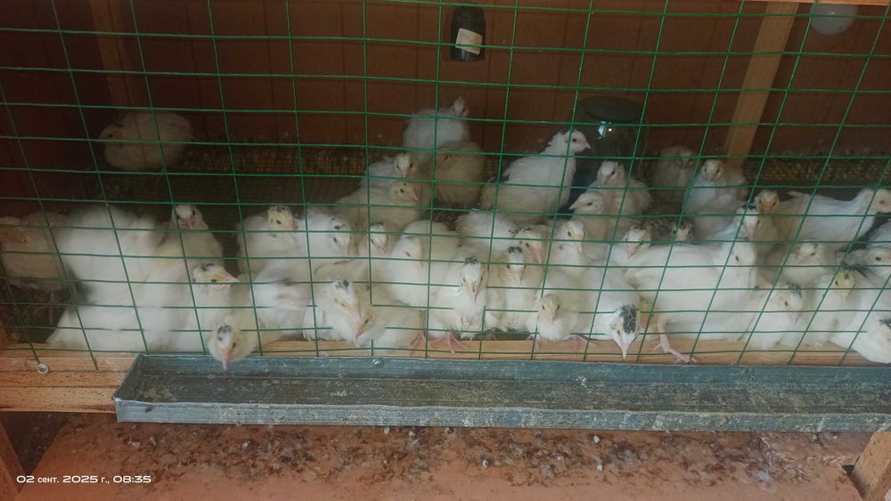 Bedanalar bor tuhumga kirvotganlari