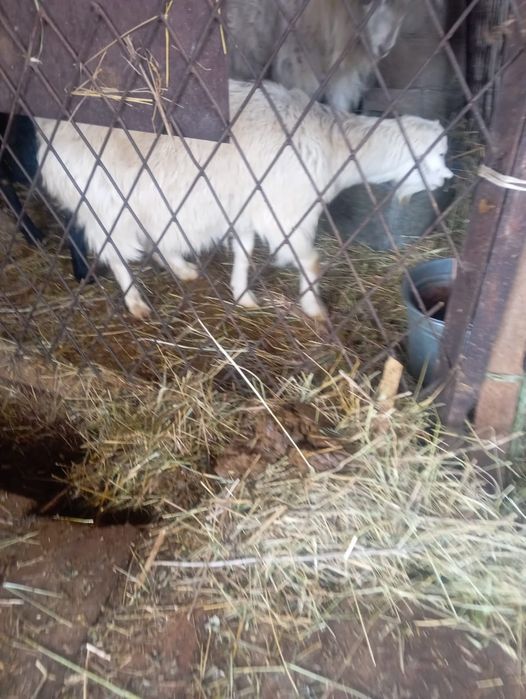 Продам козу и козла