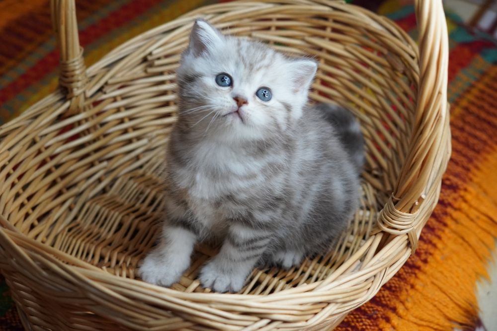Шотландские котята