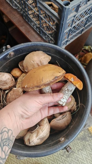 Продам грибы, приму заказы