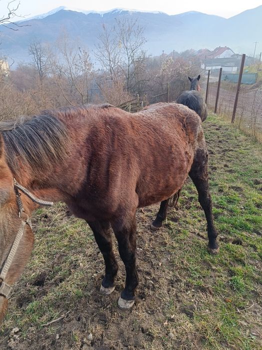 Vând cârlană , un an și șapte luni