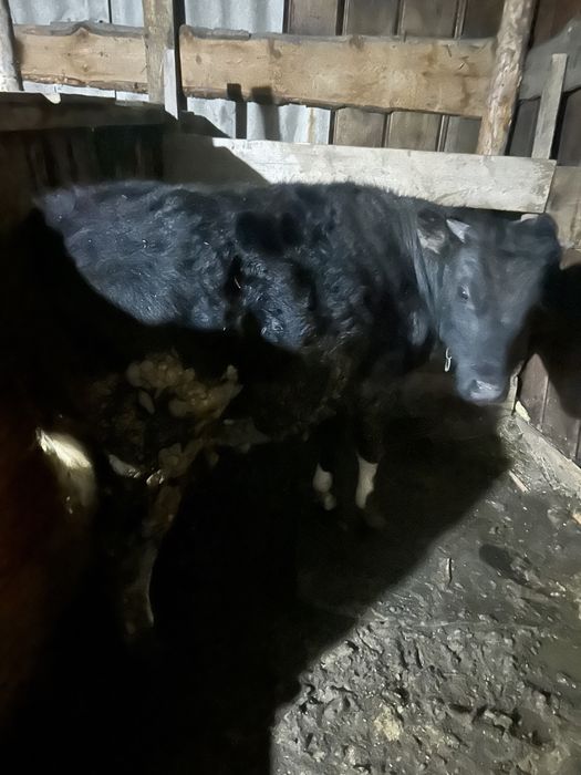Продам бычка 9 месяцев