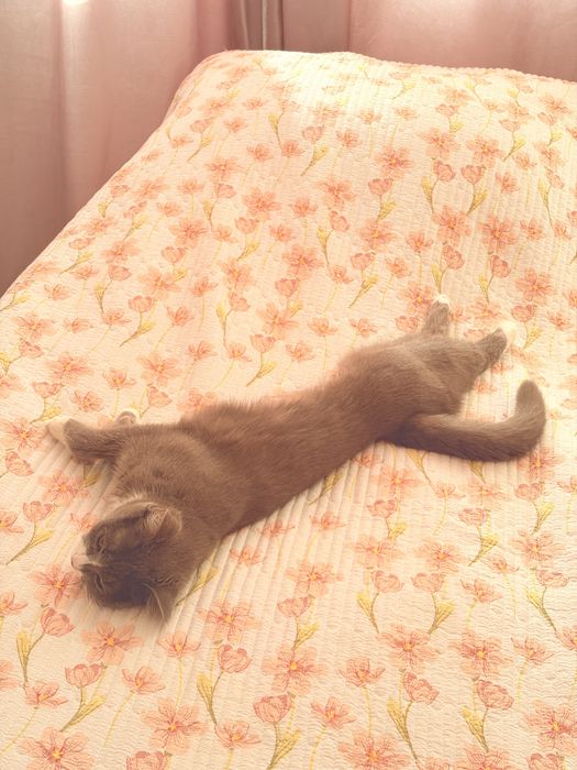 Шотландская прямоухая кошка