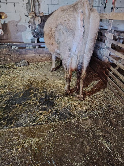 Vând vacă gestantă