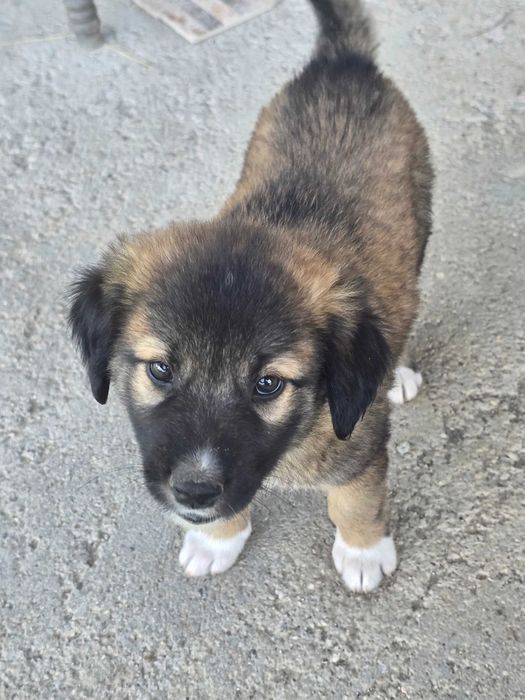 Adopție animalele