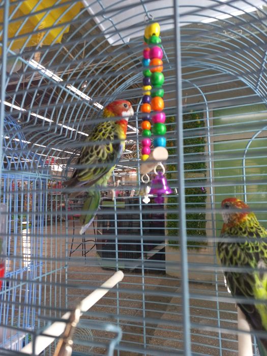 Попугаи розеллы пестрые