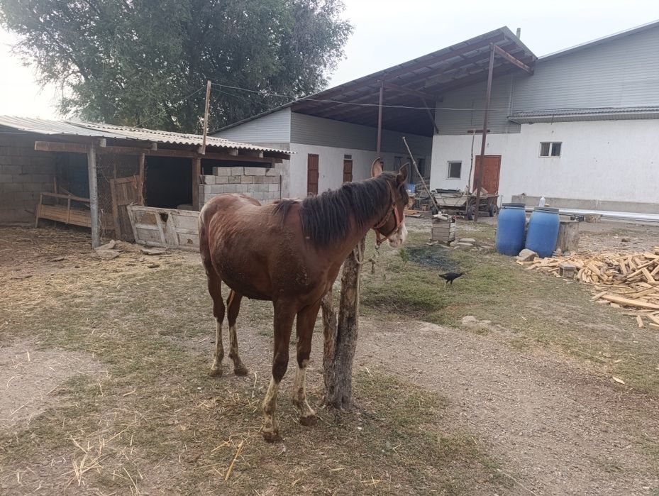 Продам жеребчика