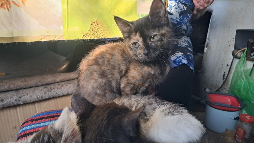 Котята 28 октября