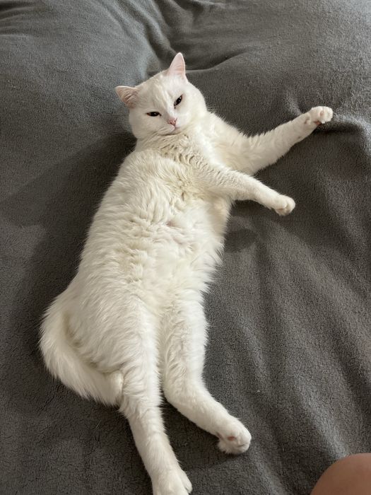 Отдам кошечку в добрые руки