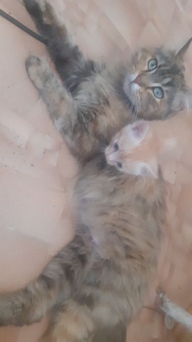 Отдам котят в добрые руки