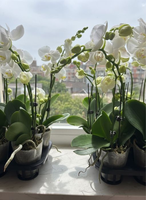 Орхидеи 8 сортов цветущие