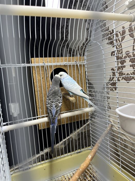 Папугай ……………………