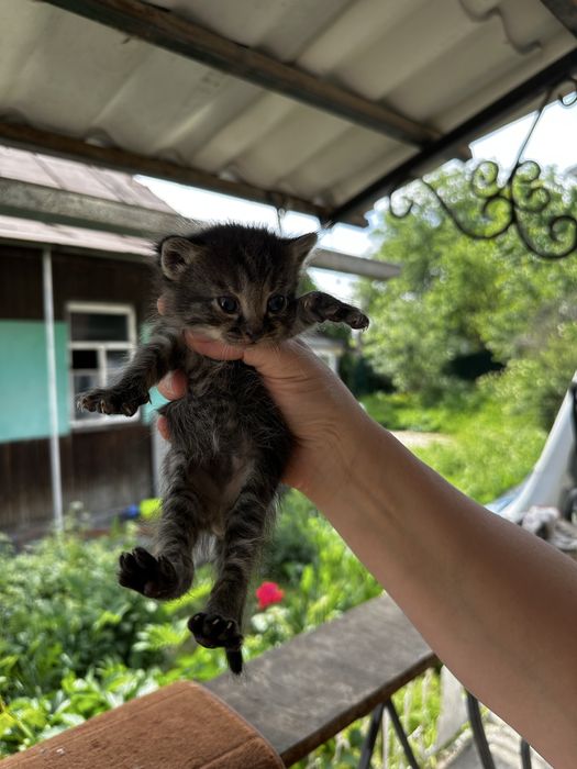 Отдам котят в хорошие руки