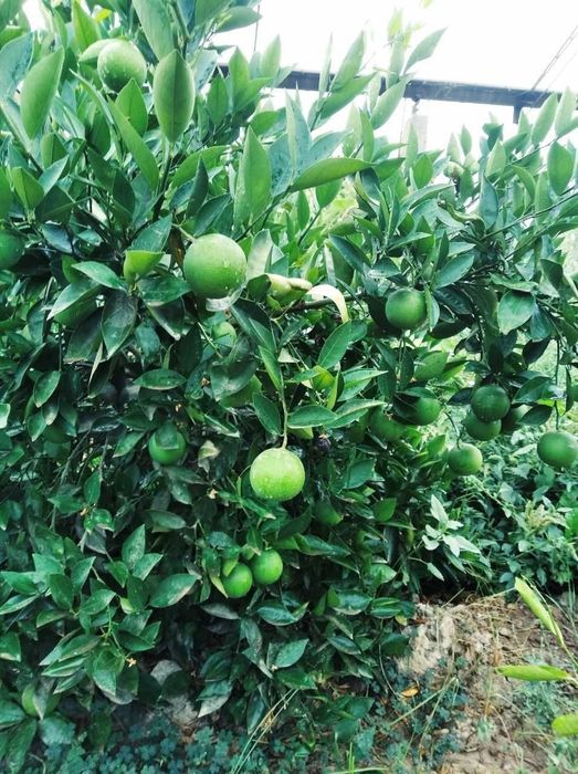 Лимон кучатлар бор хослдорлиги 100% гарантия.