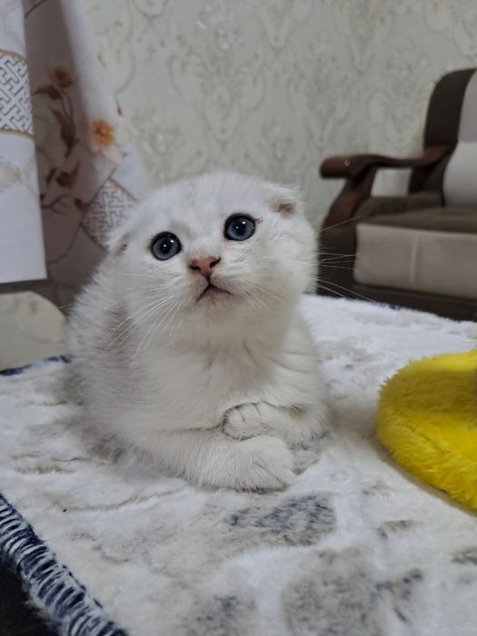 Британский окрас, Фолд