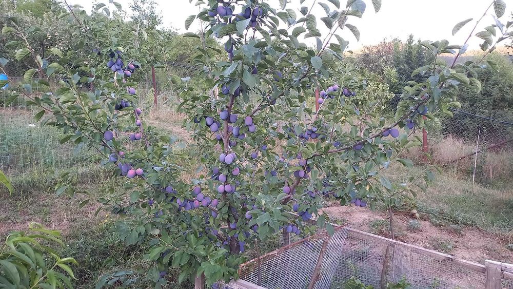 Taieri, toaletari pomi fructiferi