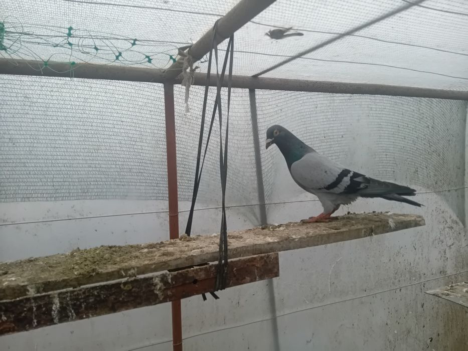 Пощенски гълъби на символични цени