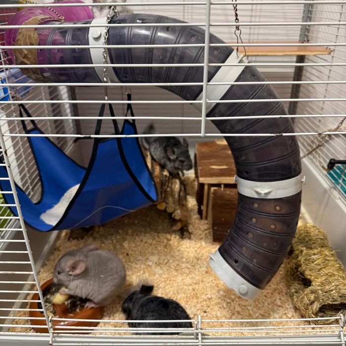 3 băieței de chinchilla își caută o căsuță iubitoare!
