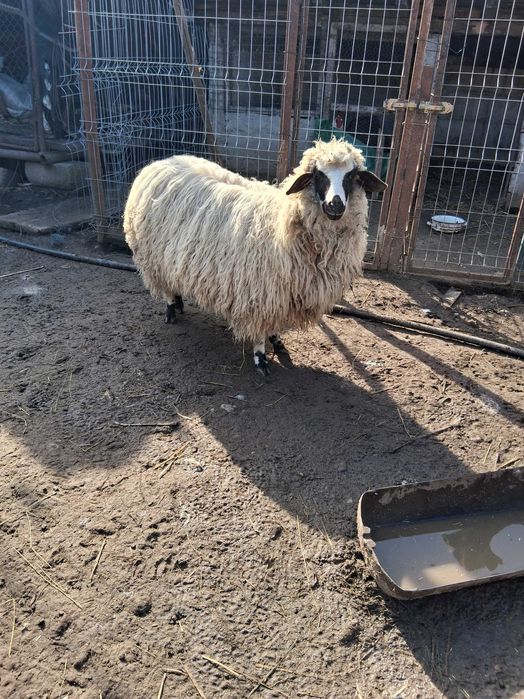 Vand iada si noatina