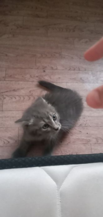 Отдам котёнка бесплатно