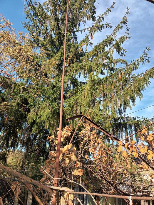 КЪЩА с  Баня Т.  +Двор и Други  СГРАДИ в Алфатар НИСКА Цена !