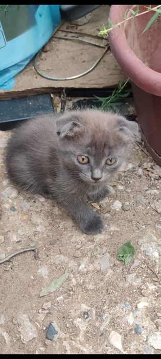 Котята кошечки в добрые руки