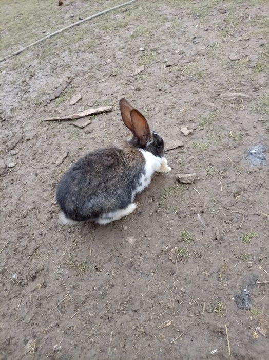 Iepurași și Cocoș brahma