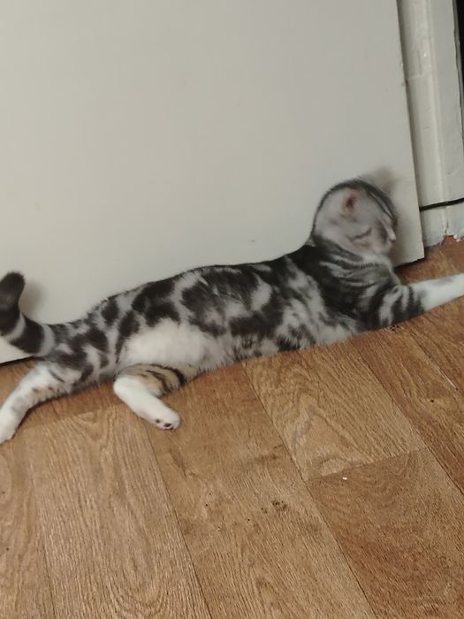 Отдам даром кошку в добрые руки