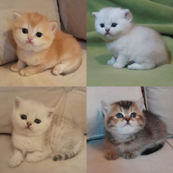 ВЯЗКА.Шикарный чистокровный  британец, серебристая шиншилла.