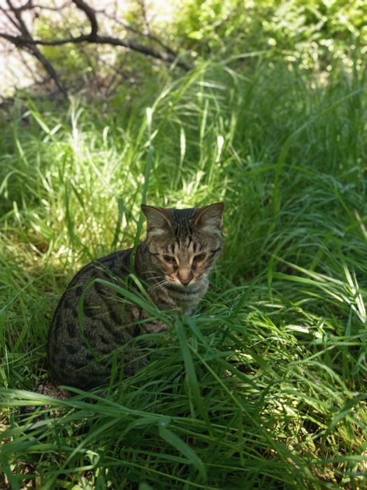 Отдам даром кошек хорошые добрые руки