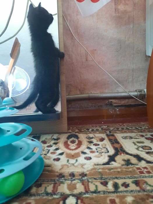 Отдам котенка девочка