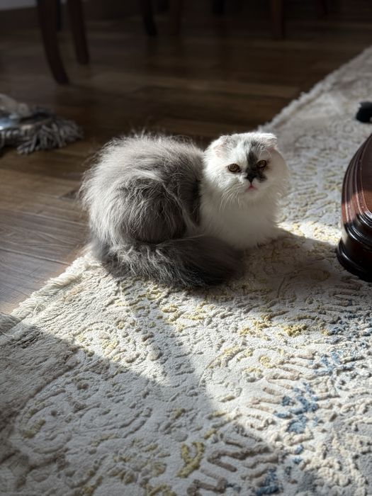 Кошка персидская мальчик