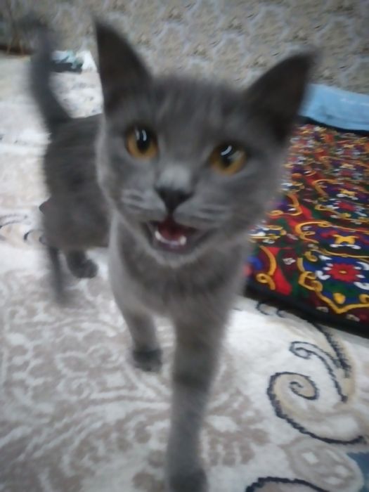 MUSHUK SOTILADI Blue Britanskiy Shorthair