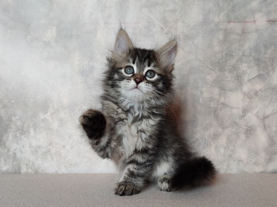 Продаётся котьята сибирские