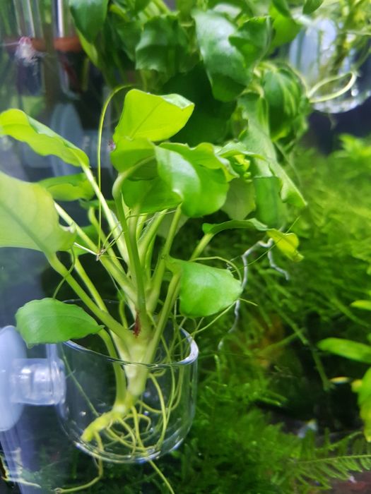 Plante naturale acvariu apa dulce.