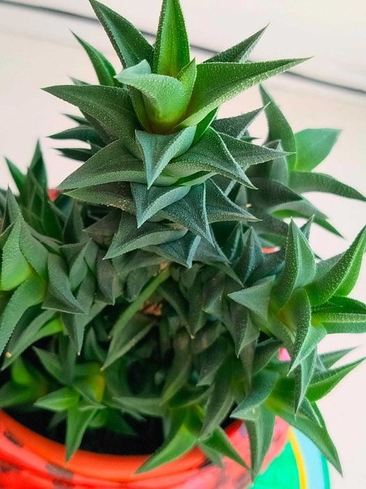 Комнатный цветок Хавортия