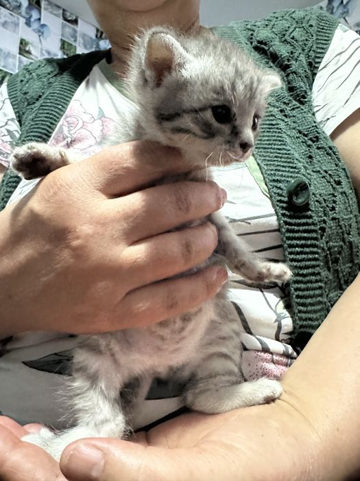 Отдам котят бесплатно