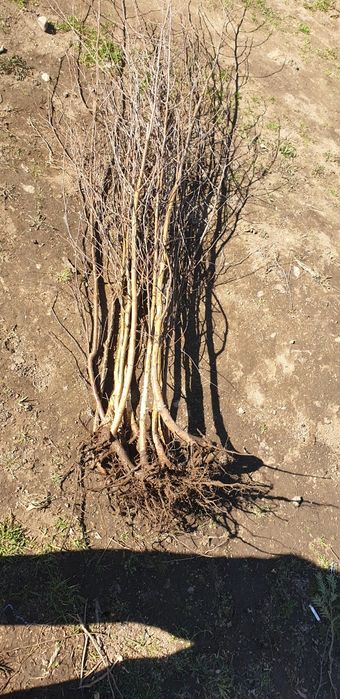 puieți salcâm carpen mesteacăn   prindere suta la suta