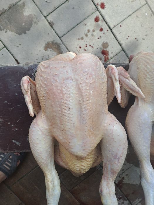 Pui de carne vii sau carcasă