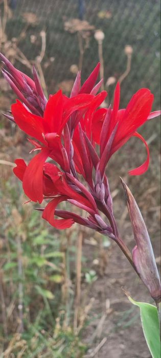 Кани- градински, многогодишни-ризоми