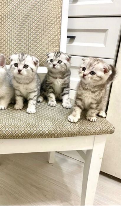 Шотландские вислоушки!