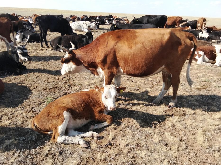 Срочно продам коров и быки