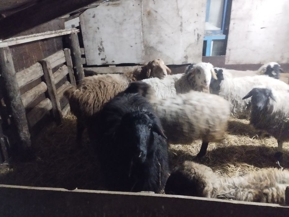 Продам баран или обмен