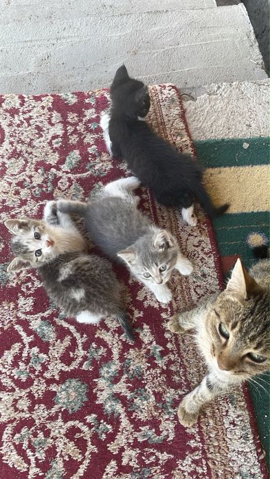 Отдам котят 2х месячных