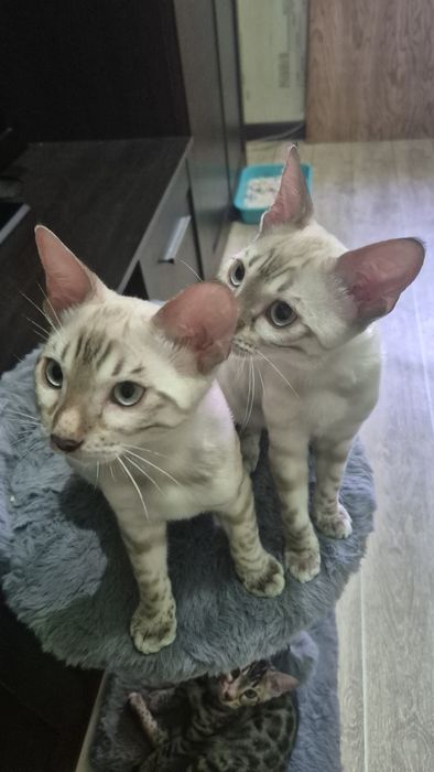 Бенгальские котята