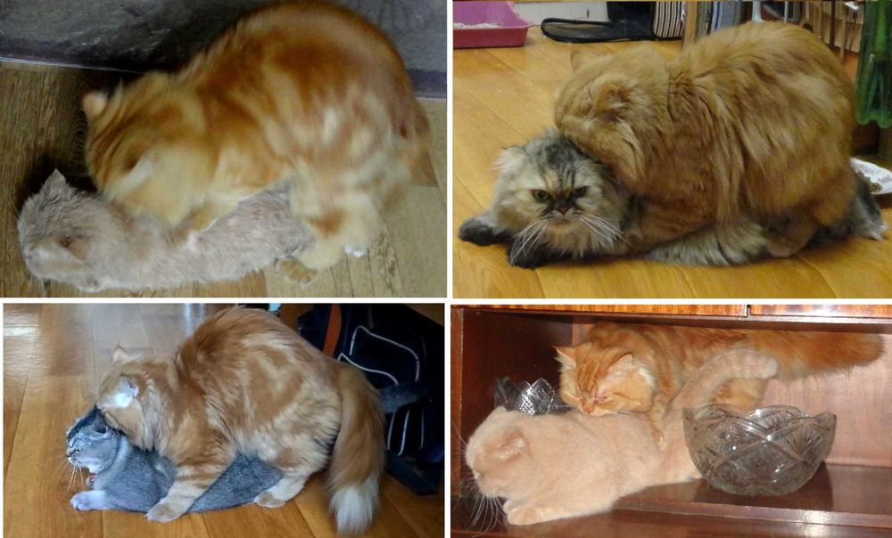 ВЯЗКА: кот Скоттиш Хайленд Страйт.